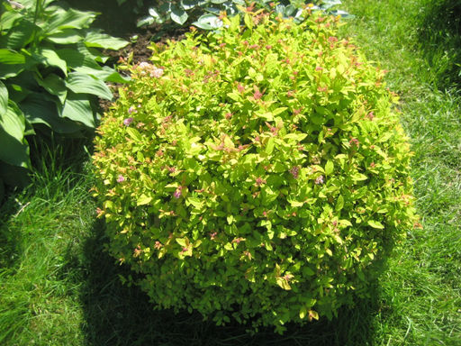 Спирея японская Голден принцесс - Долина роз фото 5