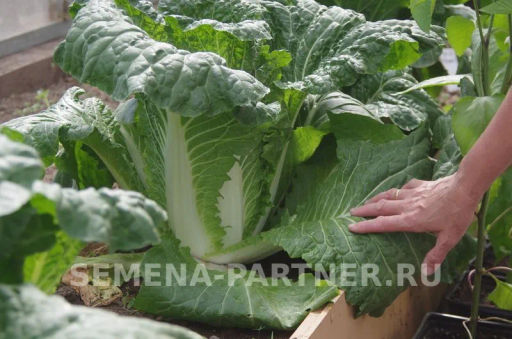 Капуста пекинская Гидра - Партнер фото 3