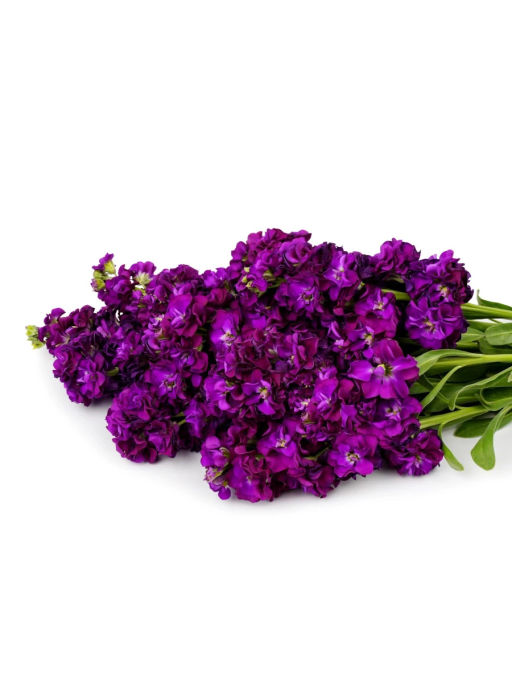 Маттиола срезочная махровая Бьютифул Парфюм Парпл Перфекшн - Партнер фото 4