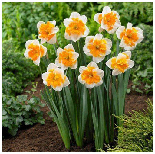 Нарцисс Love Call (3 луковицы)