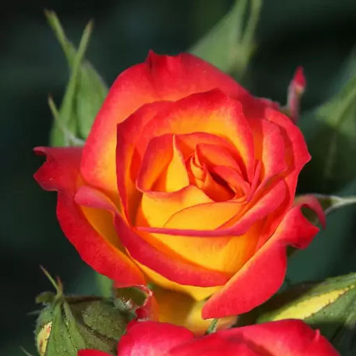 Роза Спрей Тайфун