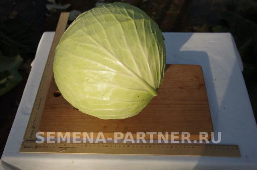 Капуста белокочанная позднеспелая Орион - Партнер фото 3