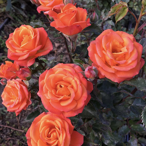 R122 ВУЛКАНИКА