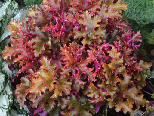 Гейхера Зиппер - Долина роз фото 2