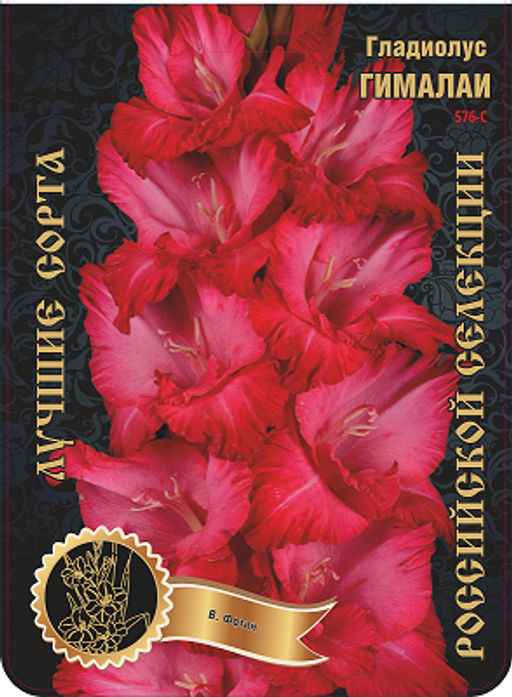 Гладиолус Гималаи 576,Фотин 1 р-р 7шт (Ф)
