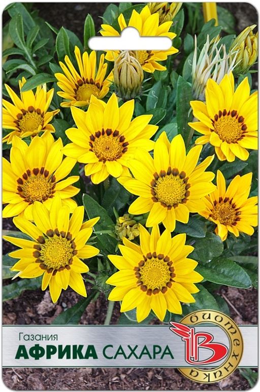 Газания Африка Фламинго - Биотехника фото 2