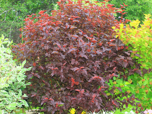 Пузыреплодник калинолистный Ред Барон - Долина роз фото 5