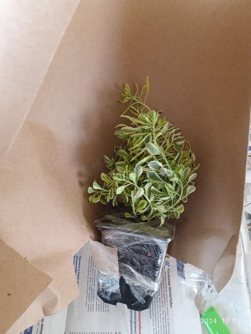 Очиток Миддендорфа Вариегата