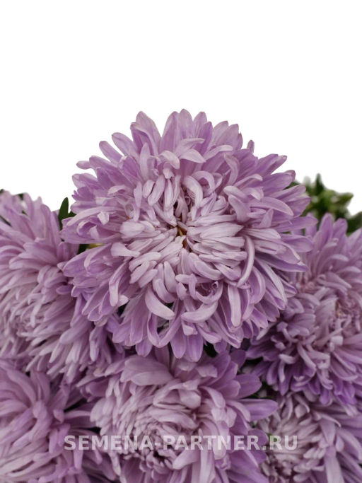 Астра китайская Вечерняя Тайна - Партнер фото 3