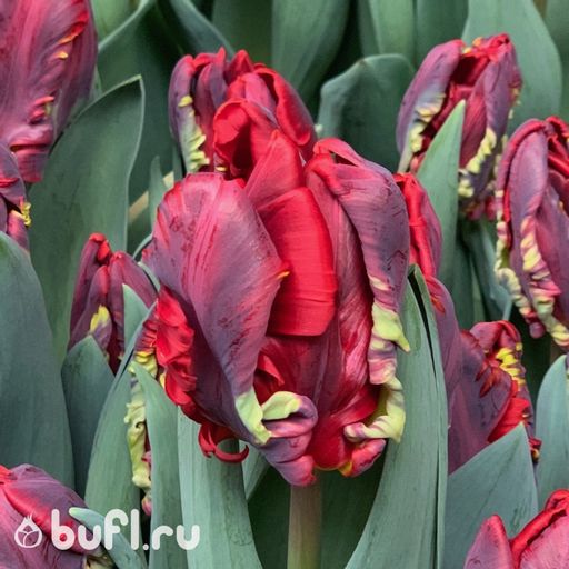 Тюльпан Rococo (5 луковиц)