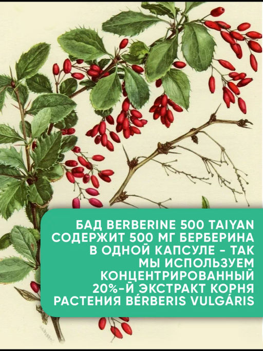 БАД Berberine желчегонный TaiYan, 120 капс. TY-2402  фото 8