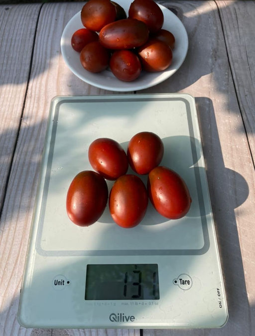 Томат СЛИВА ЧЁРНАЯ  Обсыпной! Сладкий! Холодостойкий! Лёжкий! Идеален для консервирования! - Уральский дачник фото 10