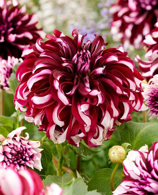 Георгина гигант Tartan (Декоративная) - Голландские луковицы фото 2