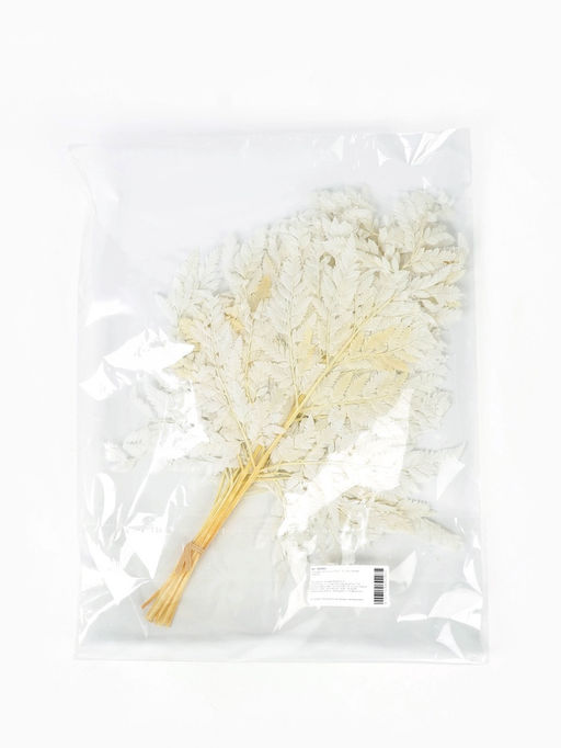 Сухоцвет Папоротник МИКС, 10 шт в упаковке