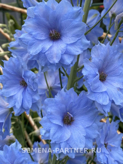 Дельфиниум Мини Стар - Партнер фото 6