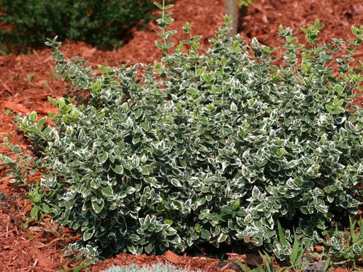 Бересклет Форчуна Emerald Gaiety - Долина роз фото 2