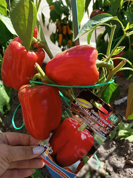 Перец КРАСНАЯ ЗВЕЗДА F1  Толстые стенки! Обильно урожайный! Необыкновенно вкусный, откусив  не возможно остановиться! Ароматный! - Уральский дачник фото 5