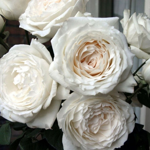 Роза Принцесса Миюки