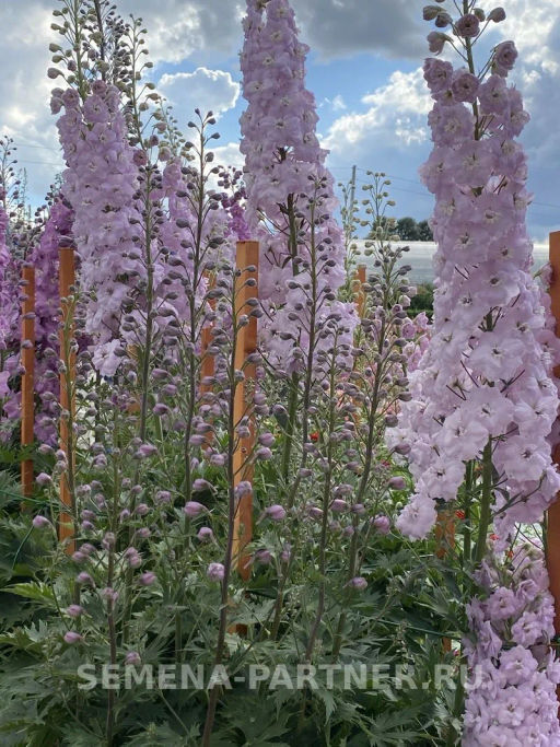 Дельфиниум Пинк Блаш - Партнер фото 5