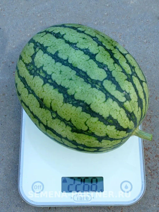 Арбуз Кубок Огня - Партнер фото 6