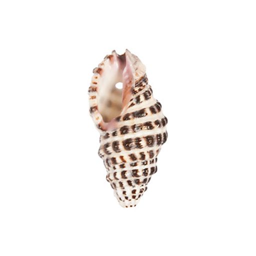 Zlatka Ракушки декор. D20-20 25 x 15 мм 5 х 20 г №01 натуральный  фото 4