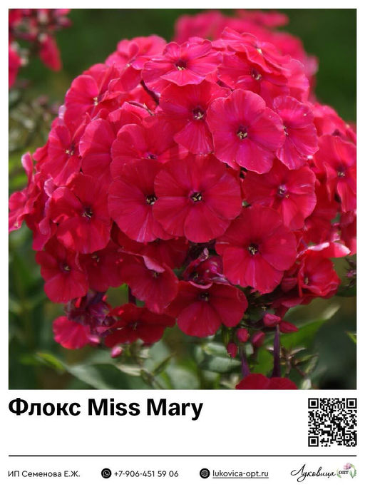 Флокс Miss Mary (Метельчатый)