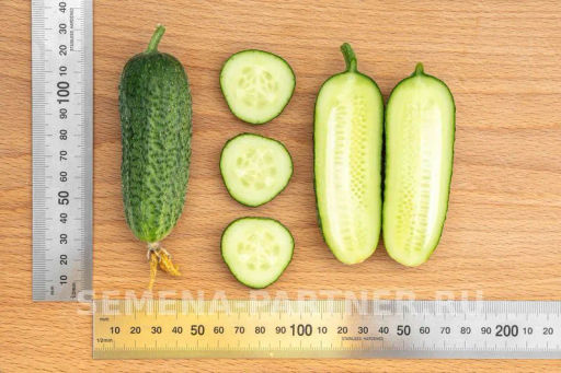 Огурец партенокарпический Хоббит - Партнер фото 8