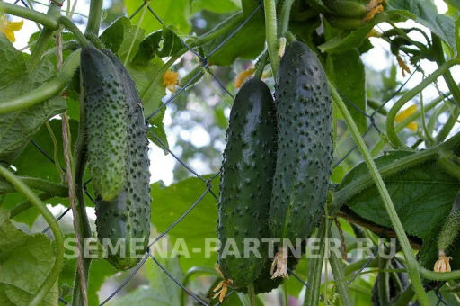 Огурец партенокарпический Уран - Партнер фото 4