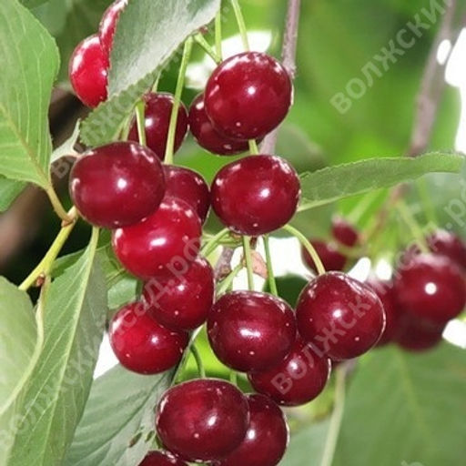 Вишня Любская