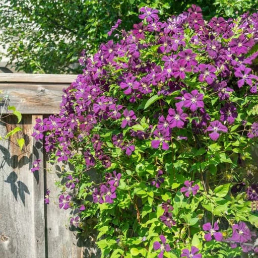 Клематис Джипси Квин - Долина роз фото 3