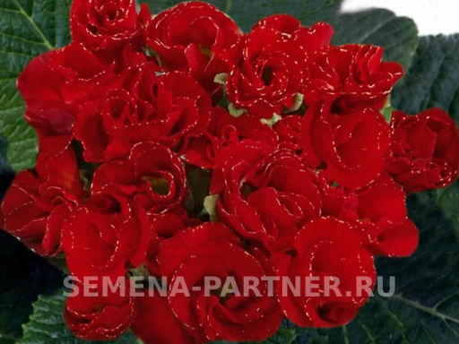 Примула махровая Тет-А-Тет Сладкие Валентинки - Партнер фото 3