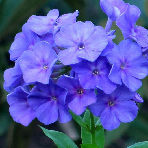 ФЛОКС Блю Парадайз Разбор I Кол-во упак., шт 2