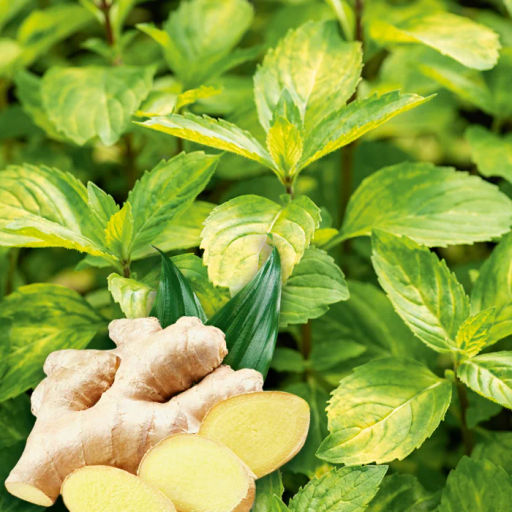 Мята Имбирная горшок С2