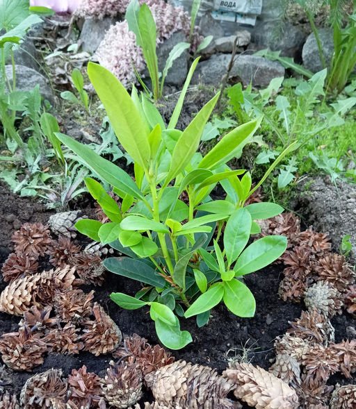 Рододендрон Каннингемс Уайт