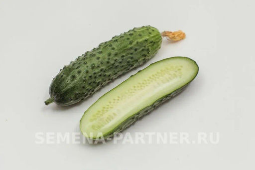 Огурец партенокарпический Шоша - Партнер фото 4
