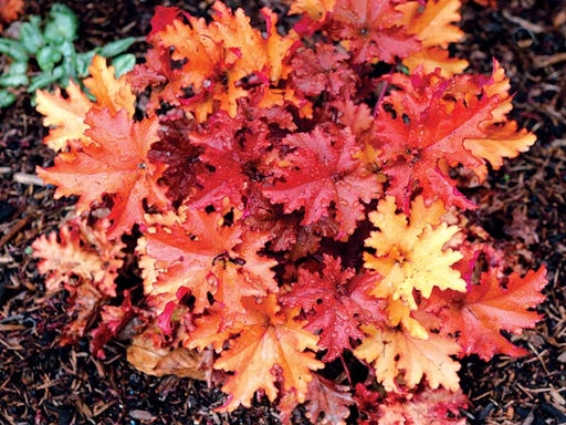 Гейхера Зиппер - Долина роз фото 3