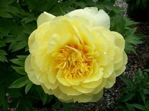 Пион Bartzella (Барцелла) - Долина роз фото 6