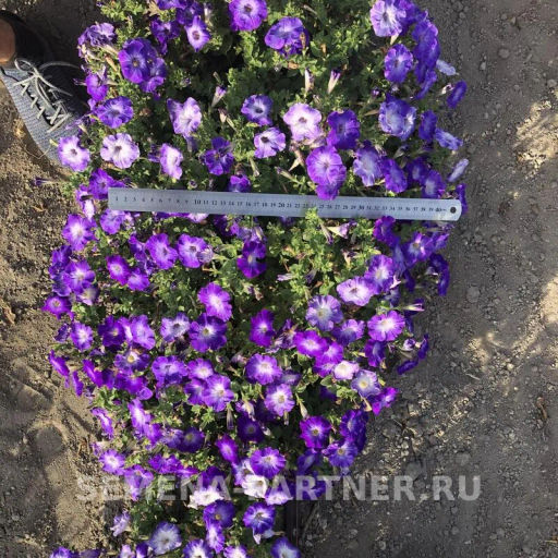 Петуния Итальянка Коломбина каскадная голубая - Партнер фото 5