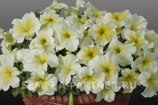 Петуния Лулу Лаймлайт каскадная лимонная - Партнер фото 3