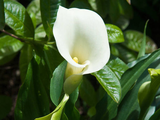 Калла Cristal Beauty (Кристал Бьюти) - Долина роз фото 5