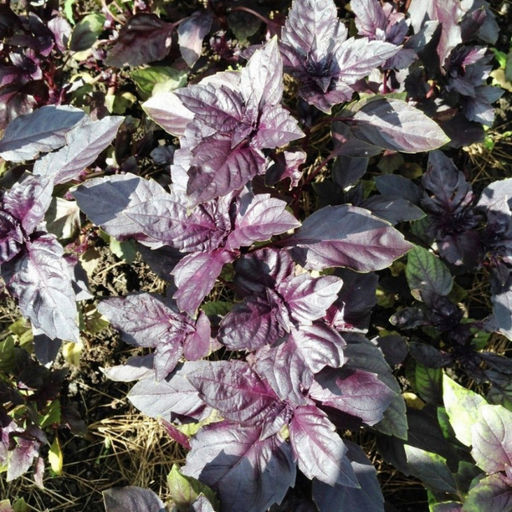 6192U Базилик овощной Арарат 0,5гр