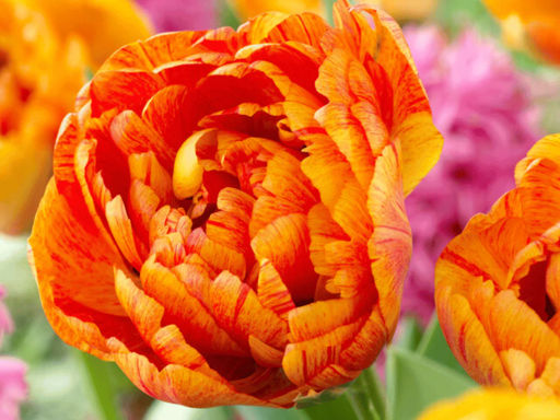 Тюльпан Санлавер - Долина роз фото 4