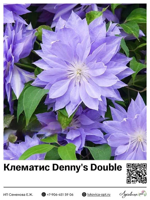 Клематис Dennys Double (Махровый)