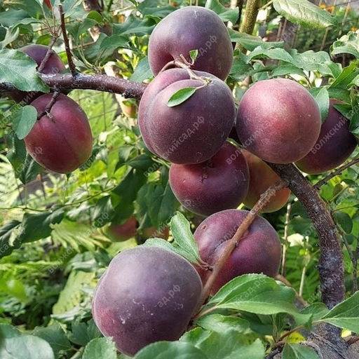 Шарафуга Шарафуга