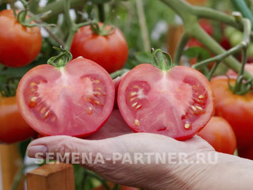 Томат Красная Стрела+ - Партнер фото 3