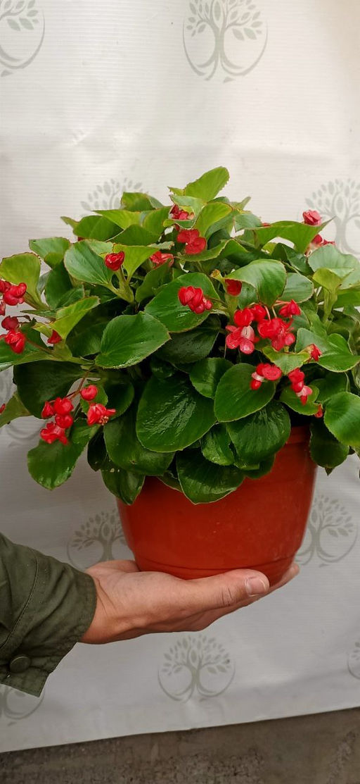 Бегония вечноцветущая махровая (цветы малиновые, лист зел с красной каймой)