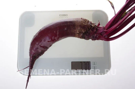 Свекла Калипсо - Партнер фото 5