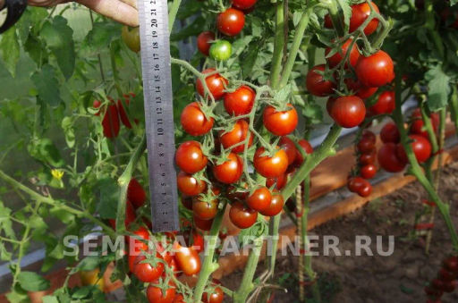 Томат Бурый Коктейль - Партнер фото 4