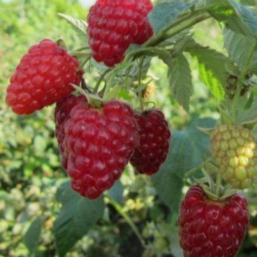 Малина Атлет ремонтантная/штамбовая (коробка) 1шт