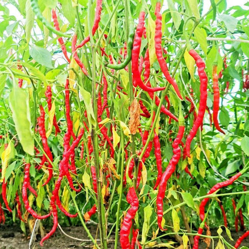 Японский Пряный Сладкий Струнный Перец Химо Тогараши Himo Togarashi - Дом помидоров фото 5